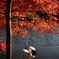 紅葉とタンチョウ_4