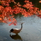 紅葉とタンチョウ_2