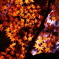 夜空に紅葉