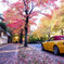 HONDA S2000✿紅葉を駆ける