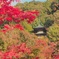 秋の京都　永観堂