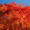 萌え上がる紅葉