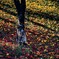 紅葉から銀杏へ