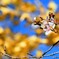 銀杏を従えて咲く桜