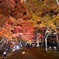 夜の紅葉