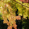 進む紅葉