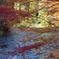 紅葉のせせらぎ