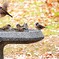 水飲み場のスズメ