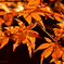夜紅葉