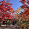 日本庭園の紅葉