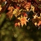 暖かい光のさす紅葉