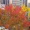 ベランダから紅葉