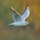 ユリカモメ