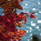 湖の紅葉