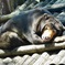 マレーグマ(上野動物園)