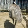 エミュー(上野動物園)