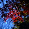 空と紅葉
