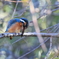 今日のカワセミ うう？下に餌が？