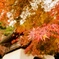 紅　葉