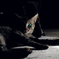 Green eyes Cat