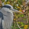 Ardea cinerea