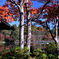 日本庭園の紅葉Ⅱ