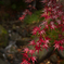 渓流と紅葉