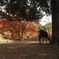 奈良公園お写ん歩