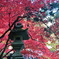 燈籠と紅葉