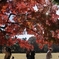 公園の紅葉　３