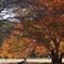 公園の紅葉　４