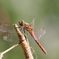 今日の赤トンボ (2)