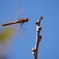 青空と赤トンボ (1)