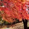 紅葉散策