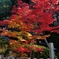 秋篠寺香水閣の紅葉