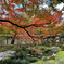 永観堂の紅葉