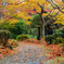 秋の彩りの小径