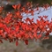 庭の紅葉