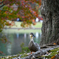 六義園の鴨