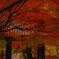 紅葉の旅