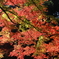 紅葉狩り