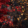 きらめきの紅葉