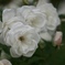 白い秋薔薇