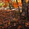 やさしい秋の陽と散紅葉　①。。。！