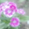 「Dianthus」