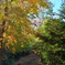 花散歩秋の小径へ