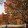 公園の紅葉　５