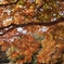 公園の紅葉　６