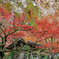 紅葉と鐘撞堂