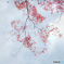 空紅葉